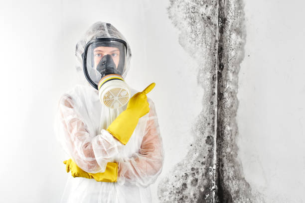 Professional Mold Removal Services in Riverview, FL