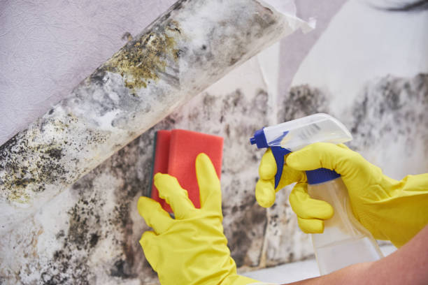 Mold Odor Removal Services in Riverview, FL